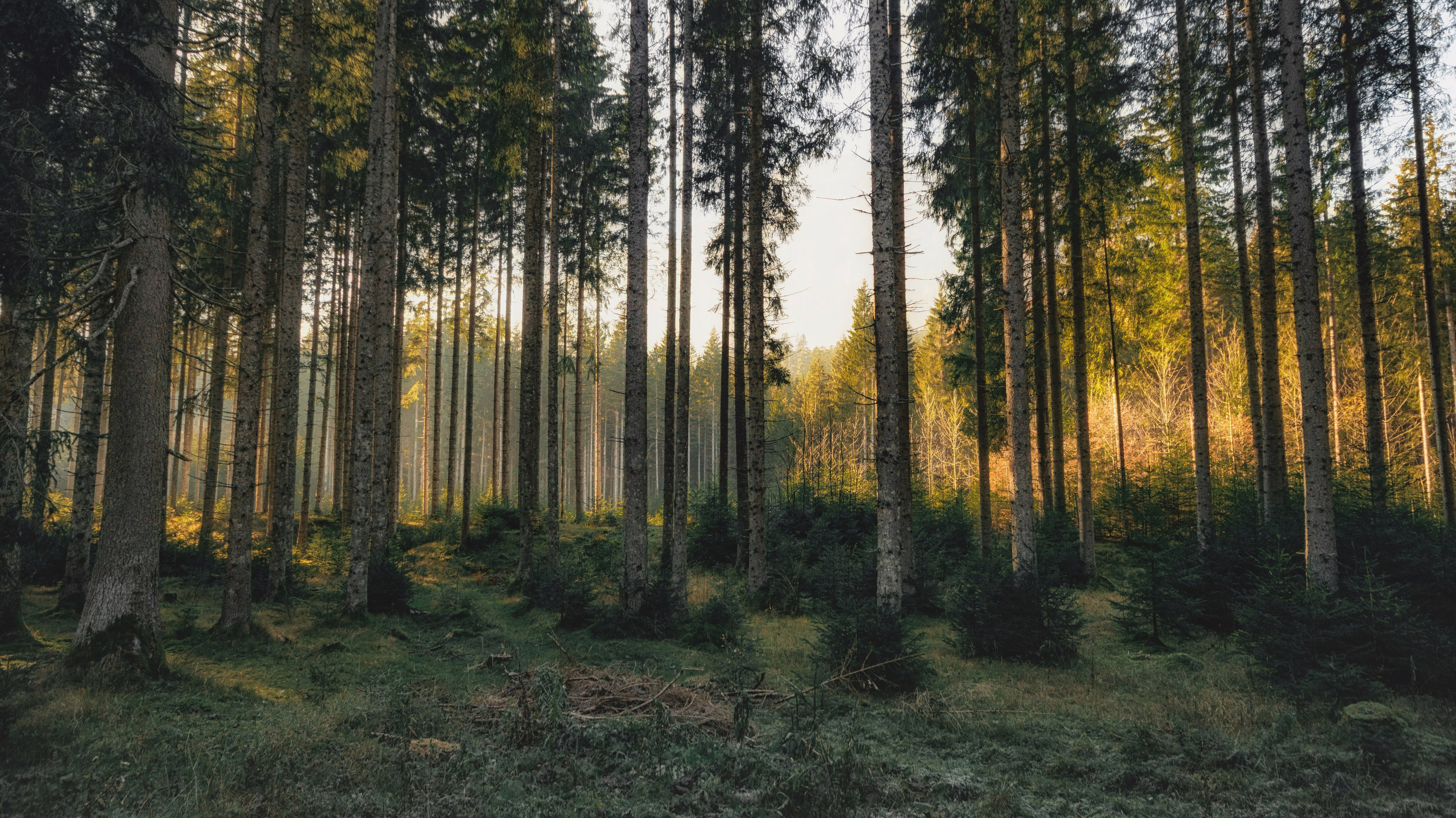 Nenašių medynų pertvarkymo lauko diena