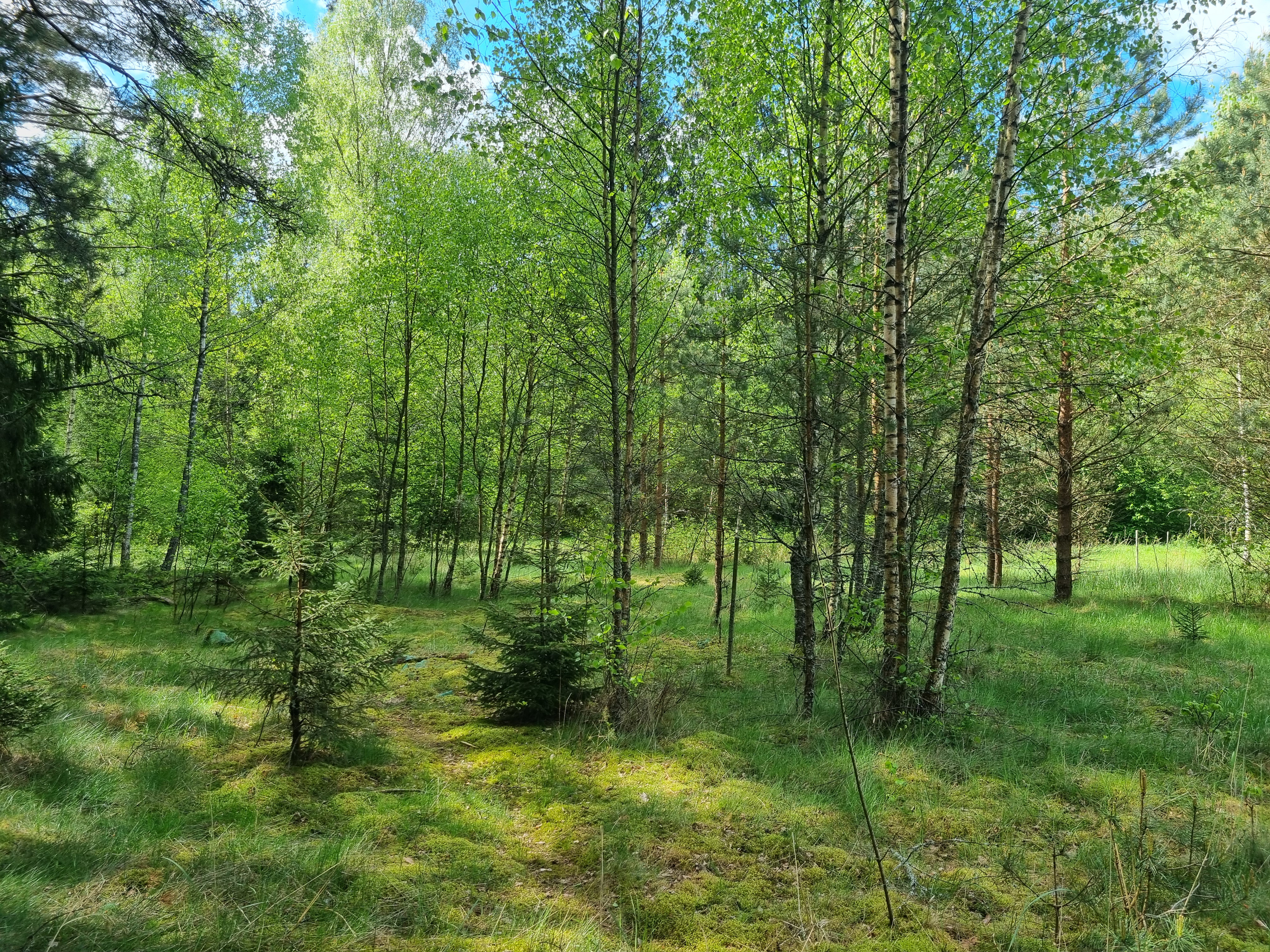Kviečiame į seminarą: Miškai ir klimato kaita: Medynų CO2 absorbavimą lemiantys veiksniai ir potencialo didinimo galimybės